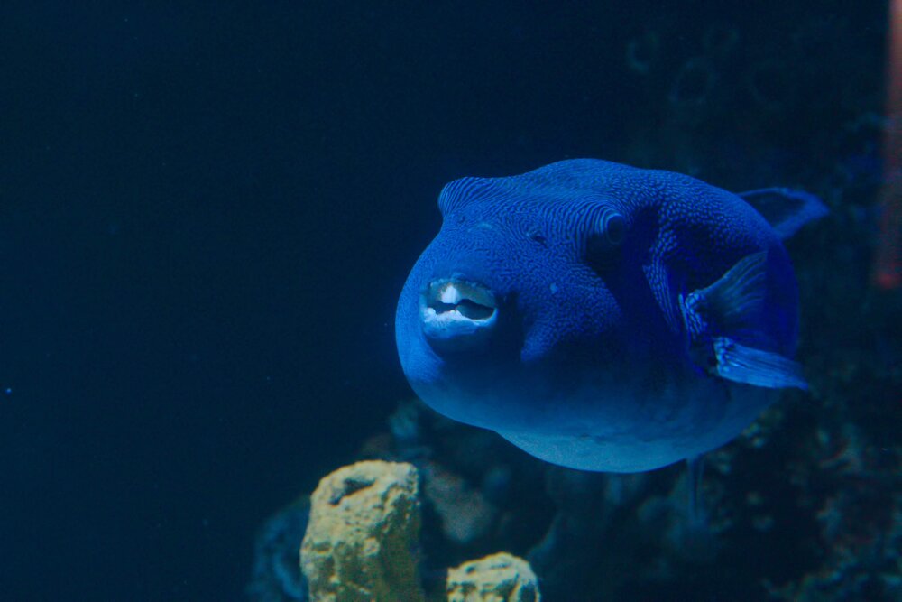 Photograph by Oleg Chemodanov