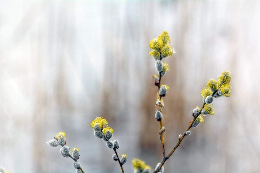 Photograph by Эд Голиков