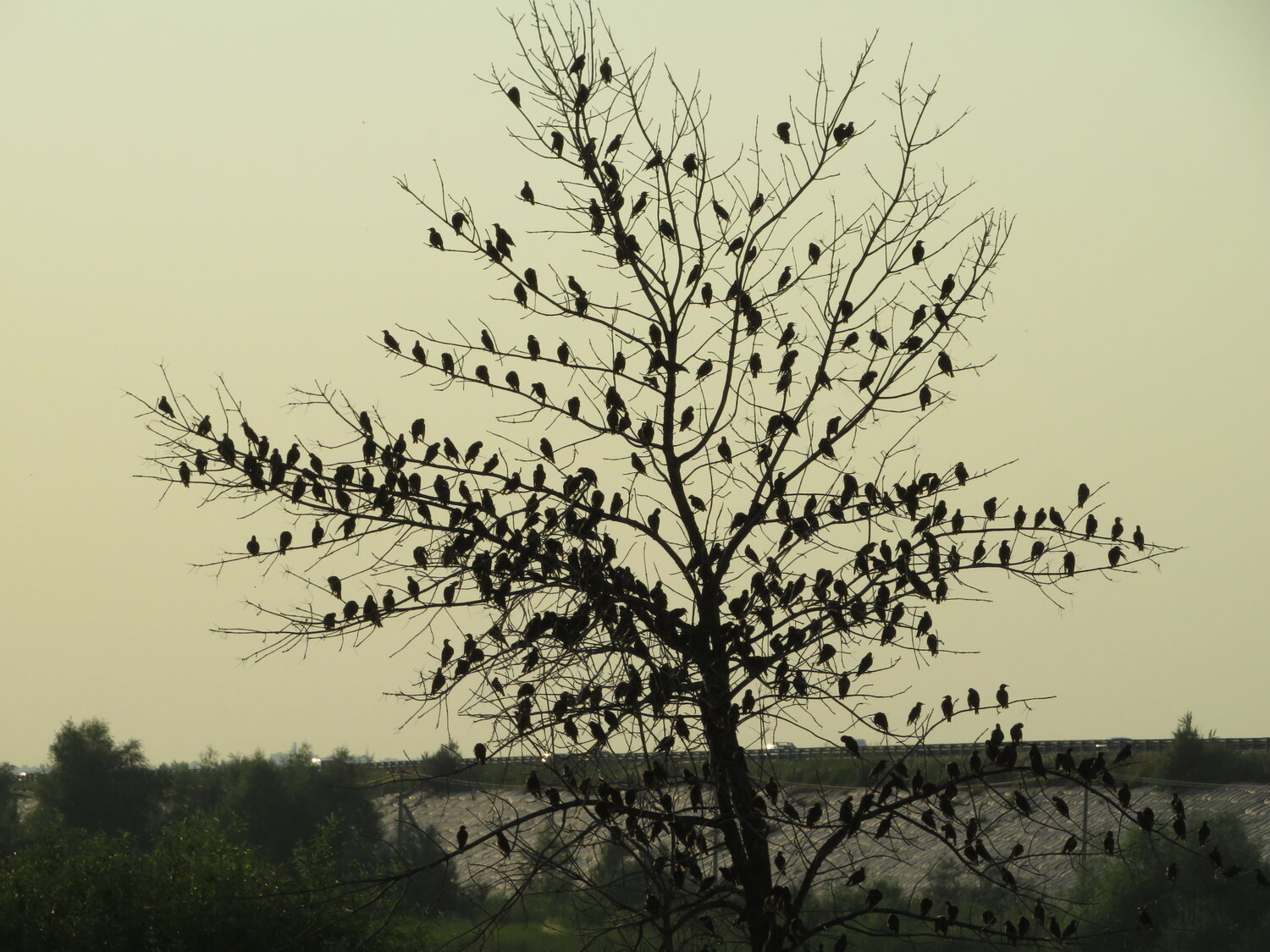 Photo #13814495