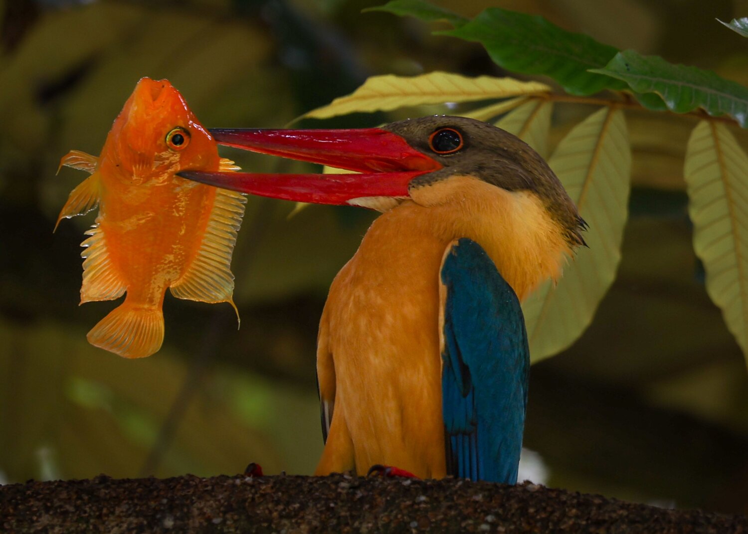 Hunting Skill ( Stork- billed Kingfisher )
