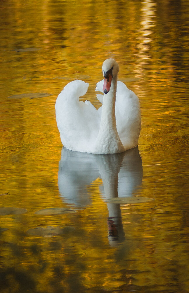 Photograph by Татьяна Шандромайло