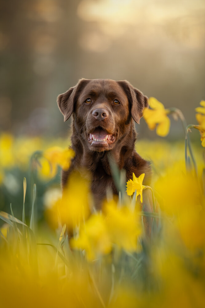 Photograph by Noel Lakeman-Strijdonk