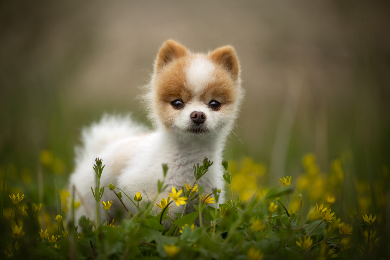 Photo #13814801