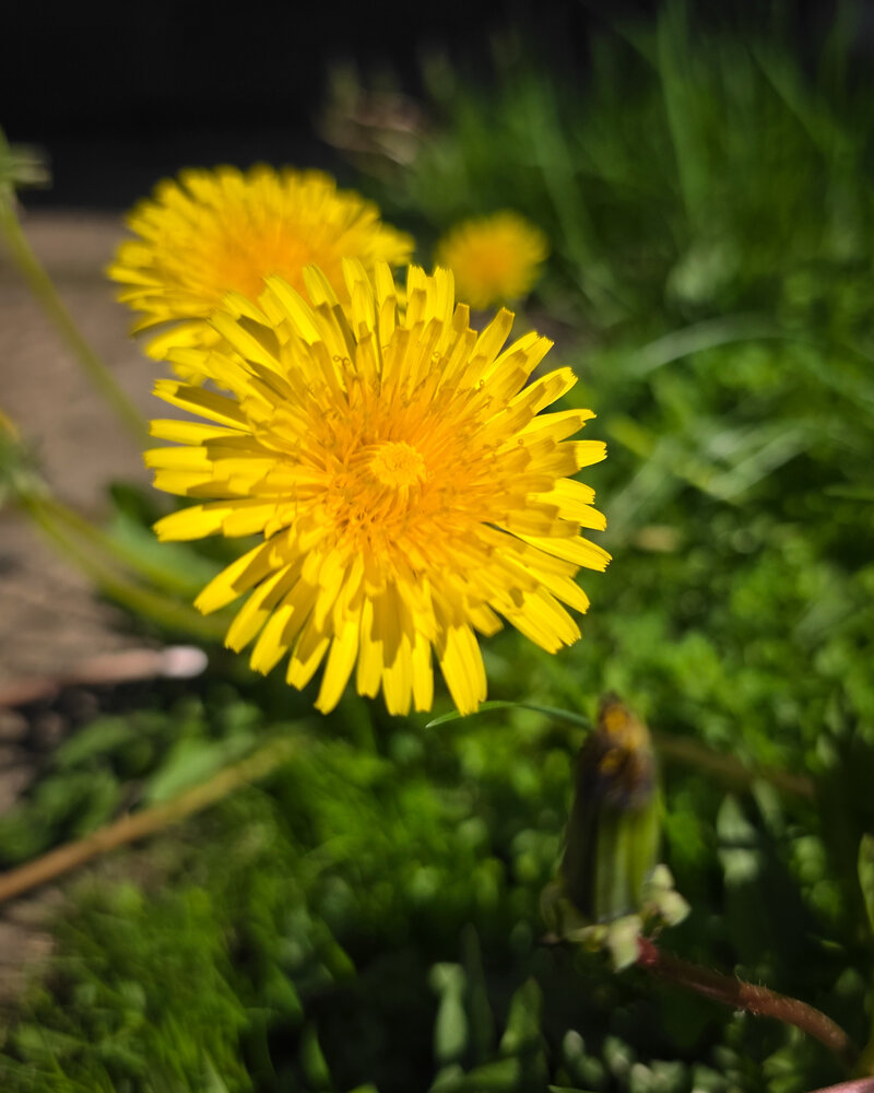 Dandelion