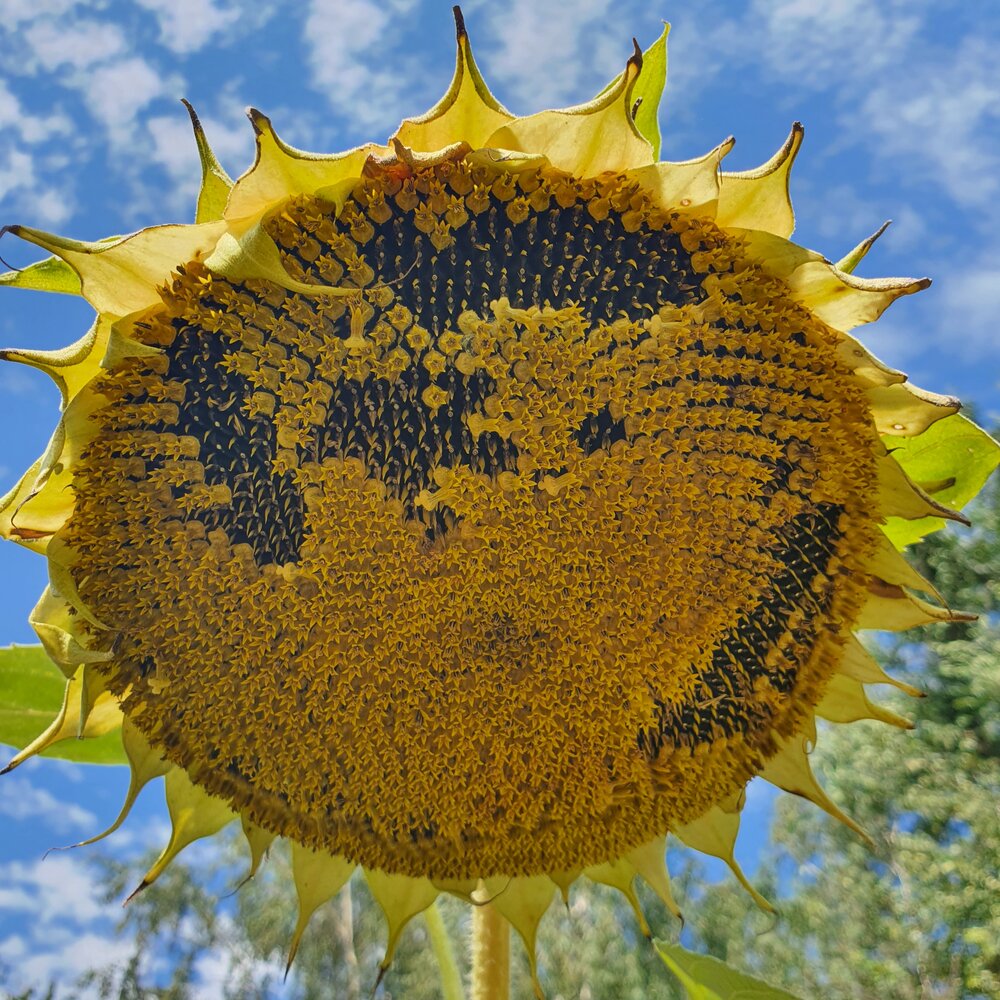 Photograph by Галина Шаститко