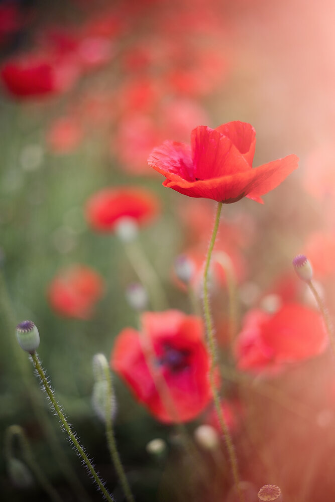 Photograph by Ирина