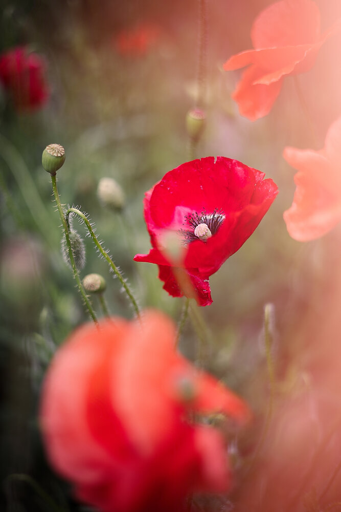 Photograph by Ирина