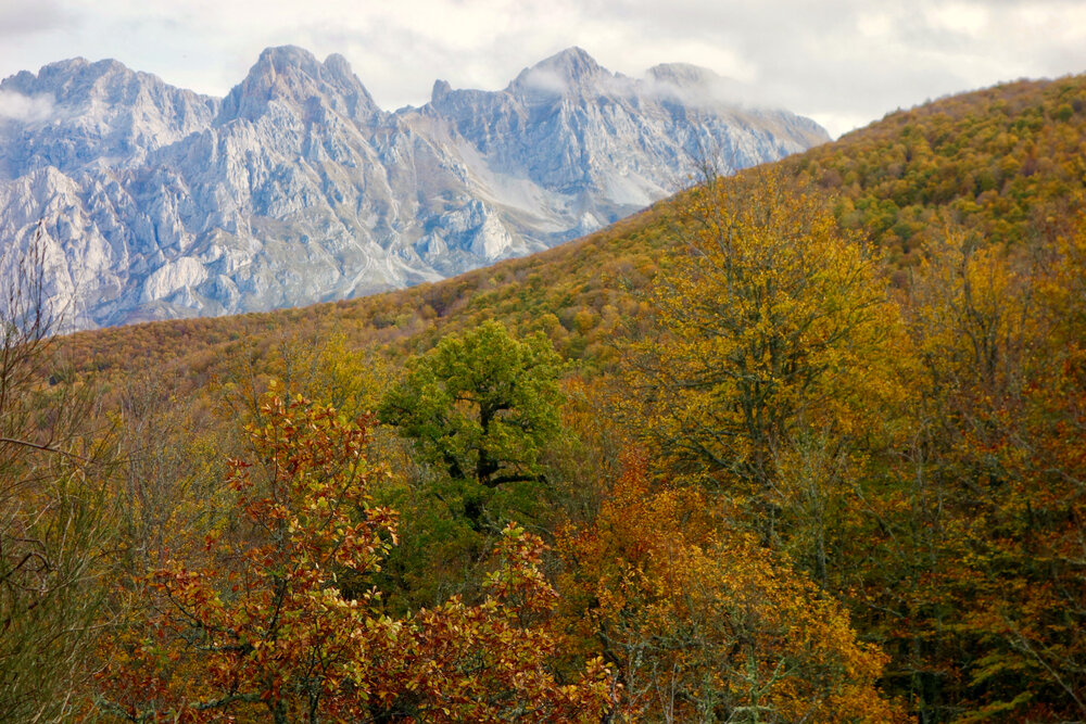 Colores de Picos
