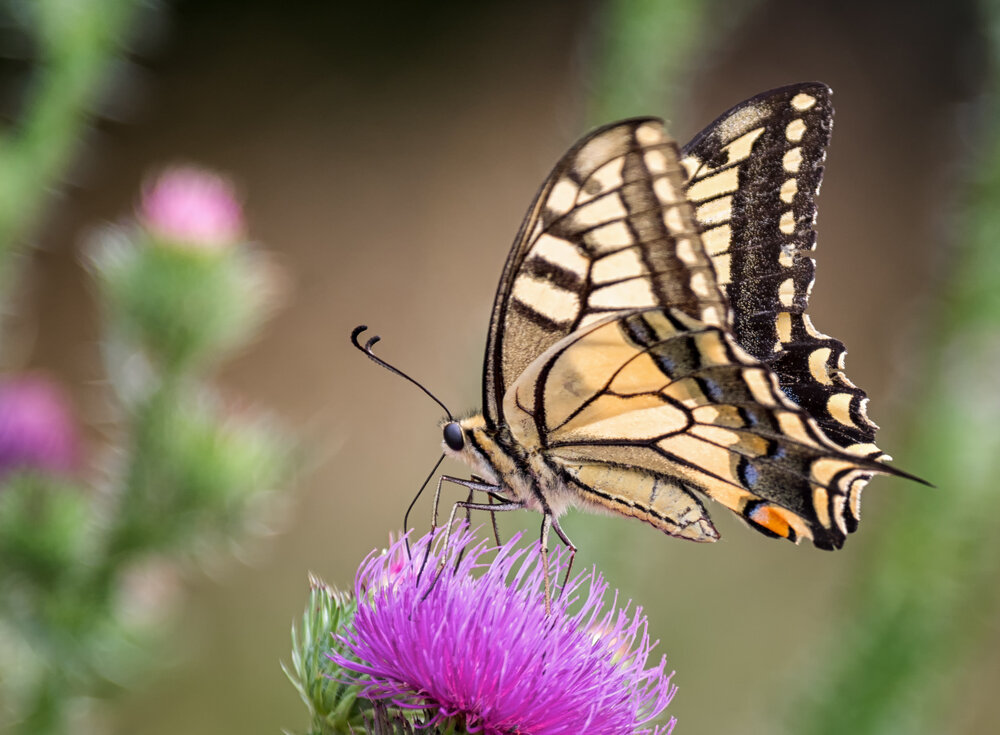Papilio machaon Linnaeus.