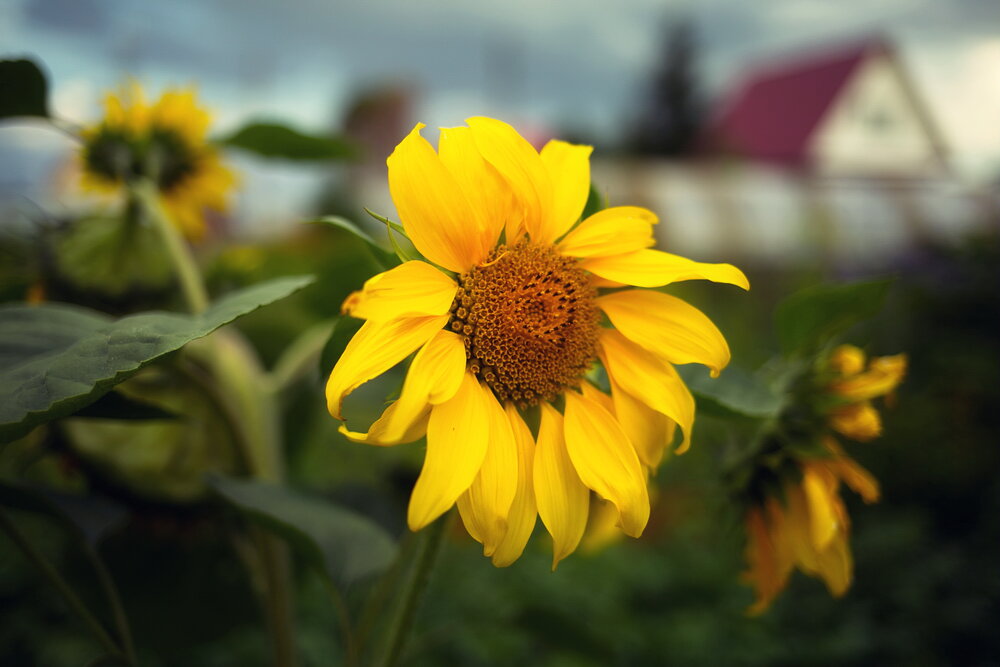 Photograph by Ирина Сушко