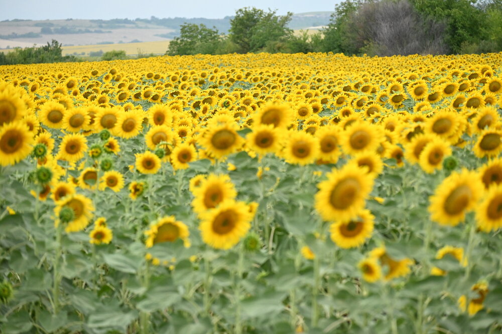 Photograph by Нели Младенова