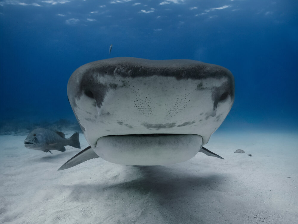 Face to Face