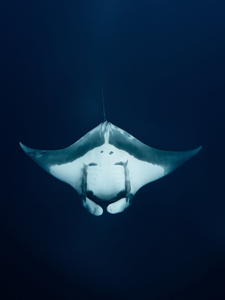 Wings of the Deep