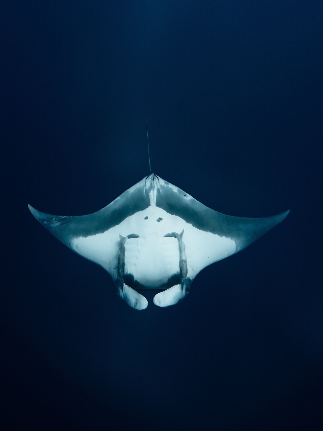 Wings of the Deep