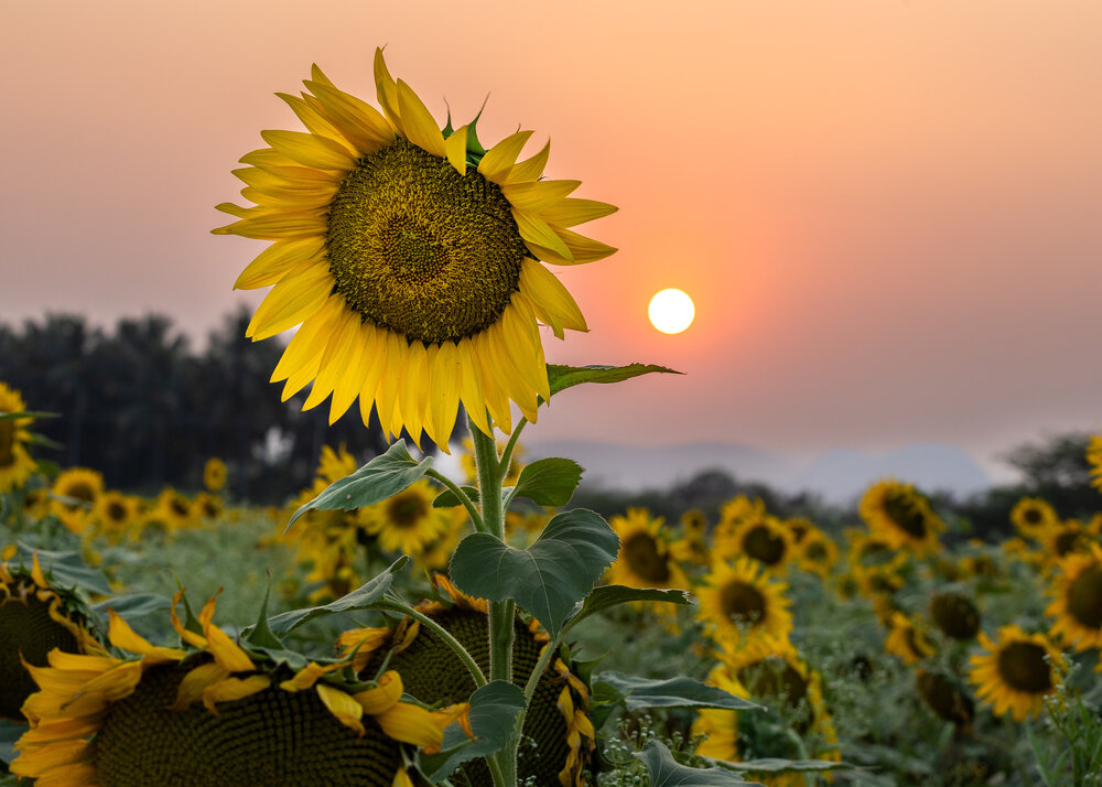Photograph by JAGADESH RAJENDRAPRASAD