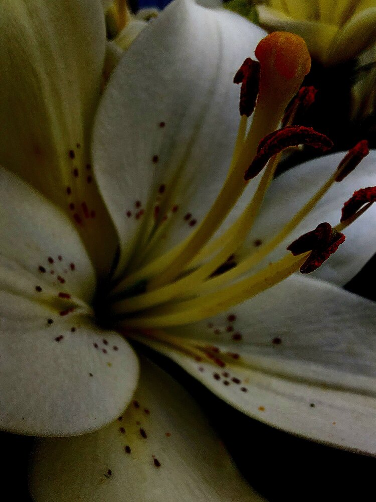 Photograph by Natali Crys