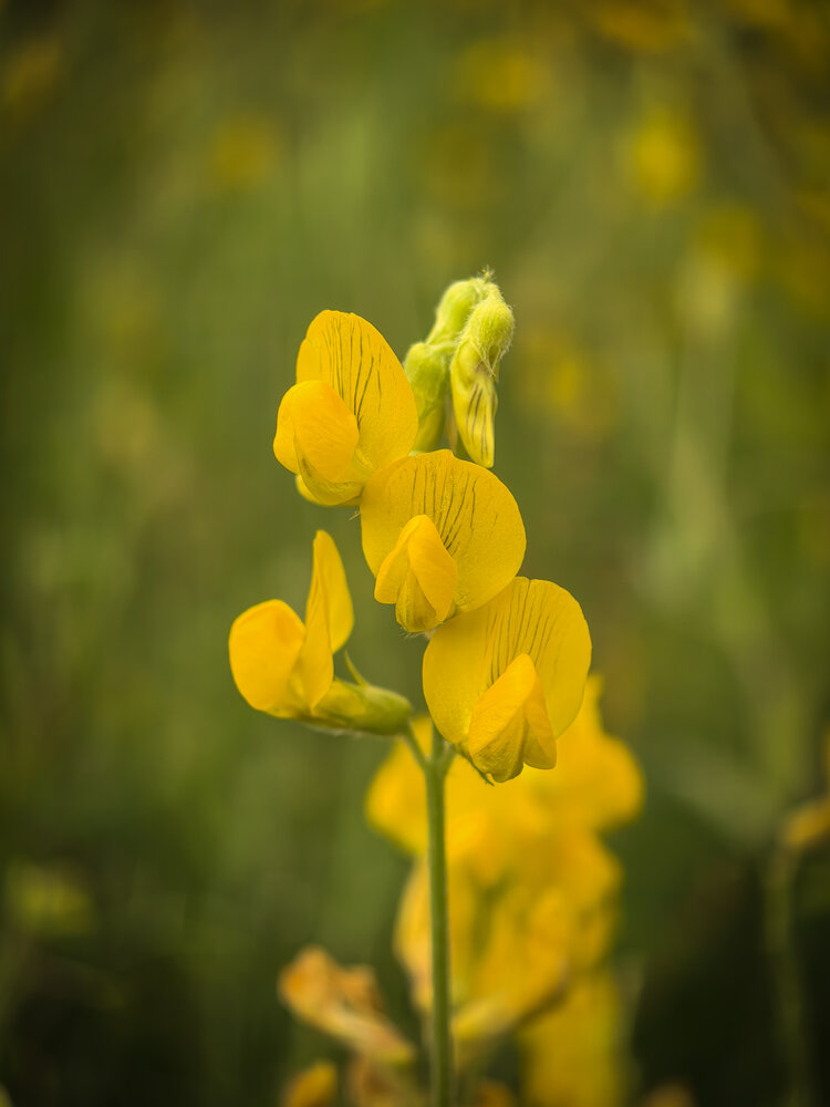 Photograph by Елена Шляхова