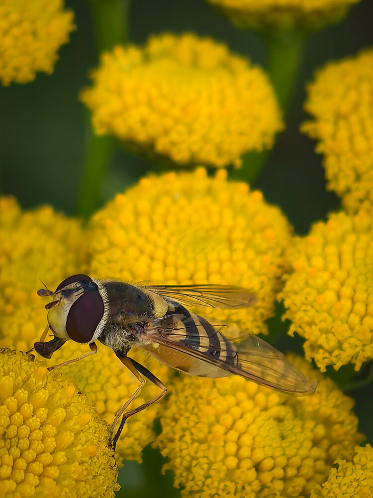 Photograph by Елена Шляхова