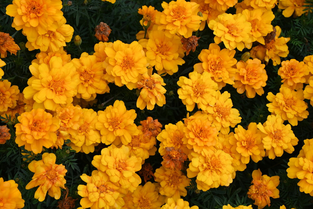 Photograph by Нели Младенова