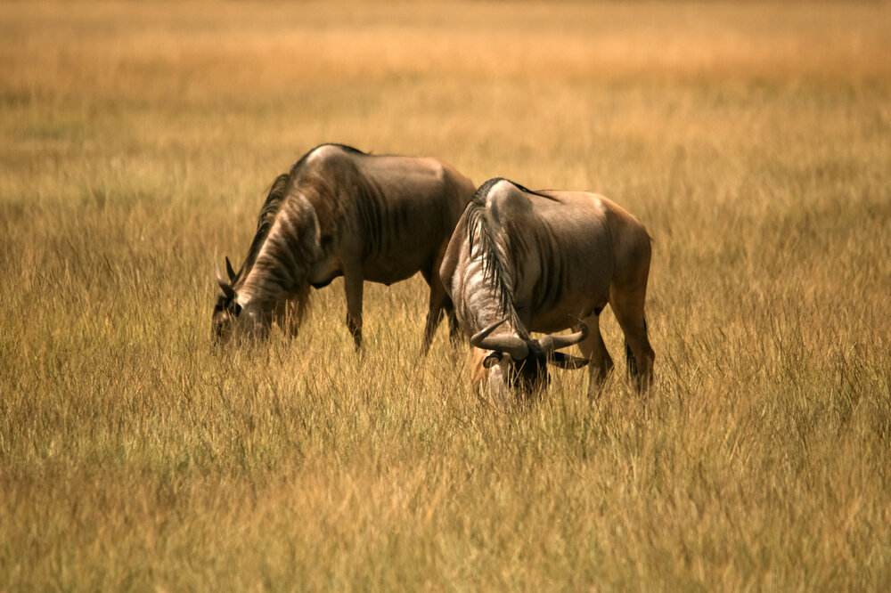 Photograph by Evgeniia Zorina