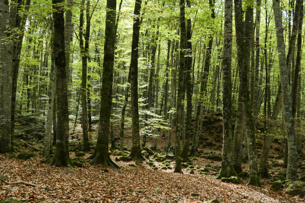Photograph by Josep Lluís Marrugat Viña