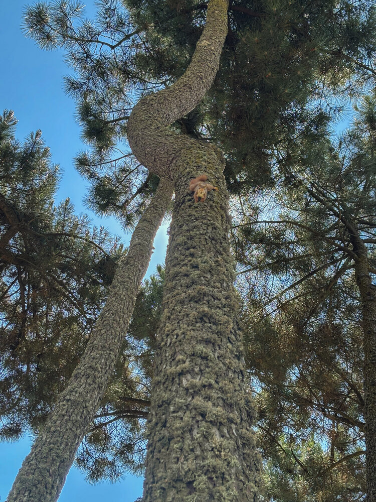 Photograph by Josep Lluís Marrugat Viña