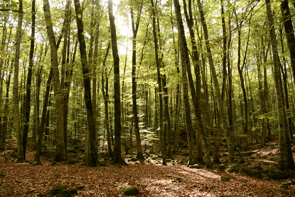 Photograph by Josep Lluís Marrugat Viña