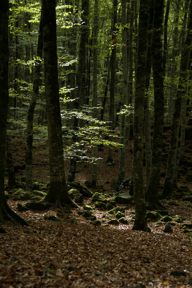 Photograph by Josep Lluís Marrugat Viña