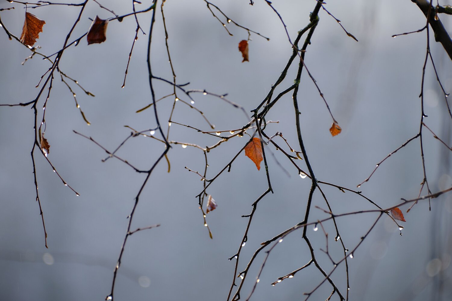 Photo #13816234