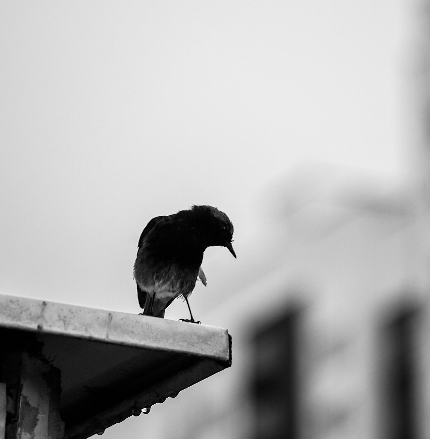 Photo #13816398