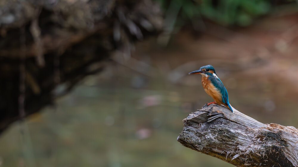 The Patient Angler