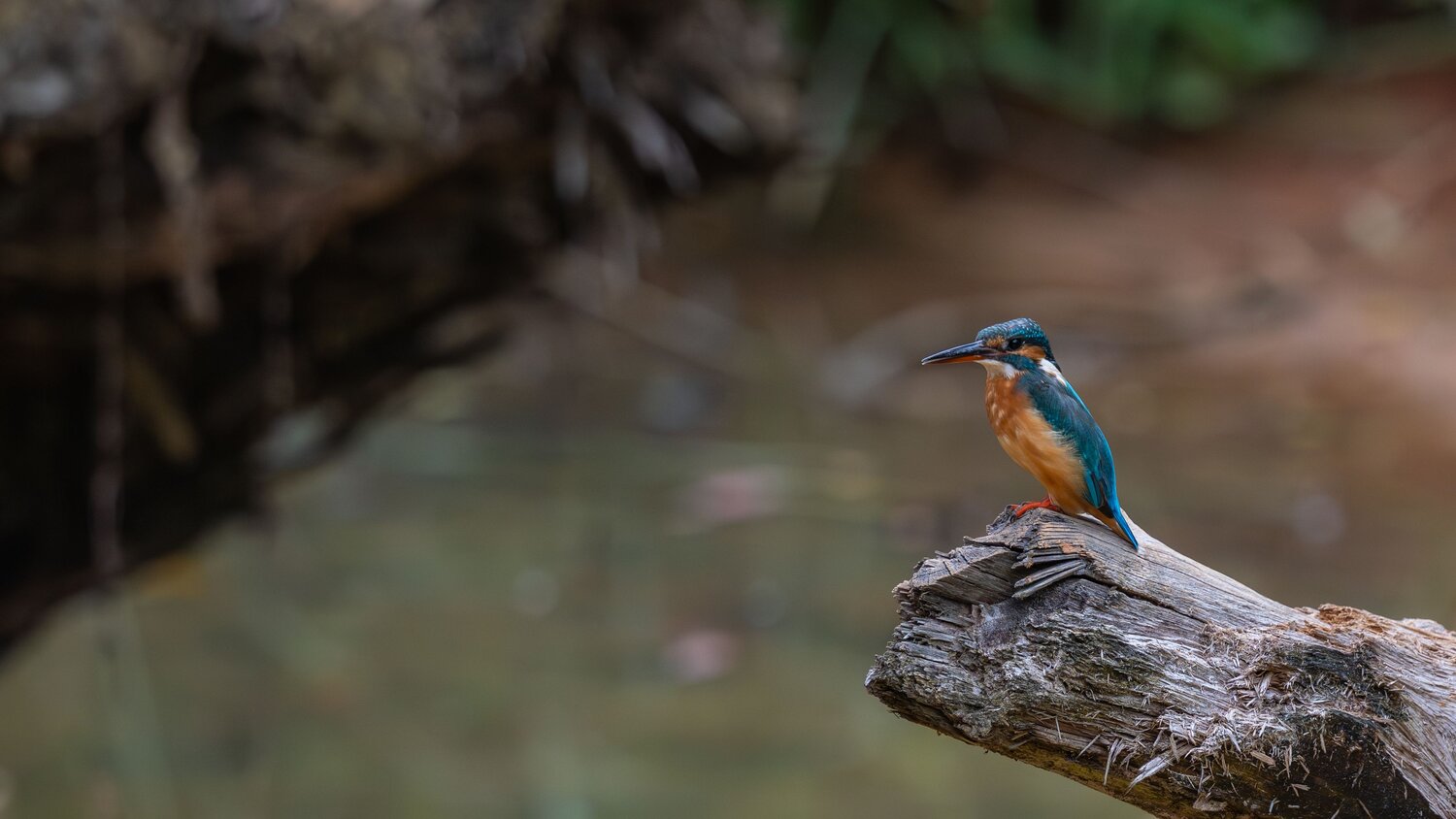 The Patient Angler