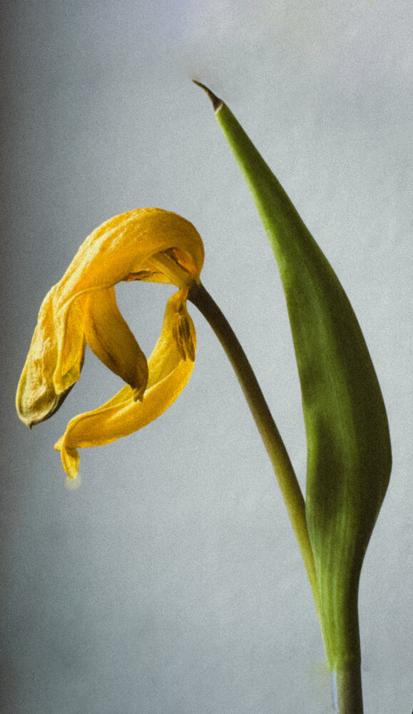 Photograph by Julia Smilovitsky