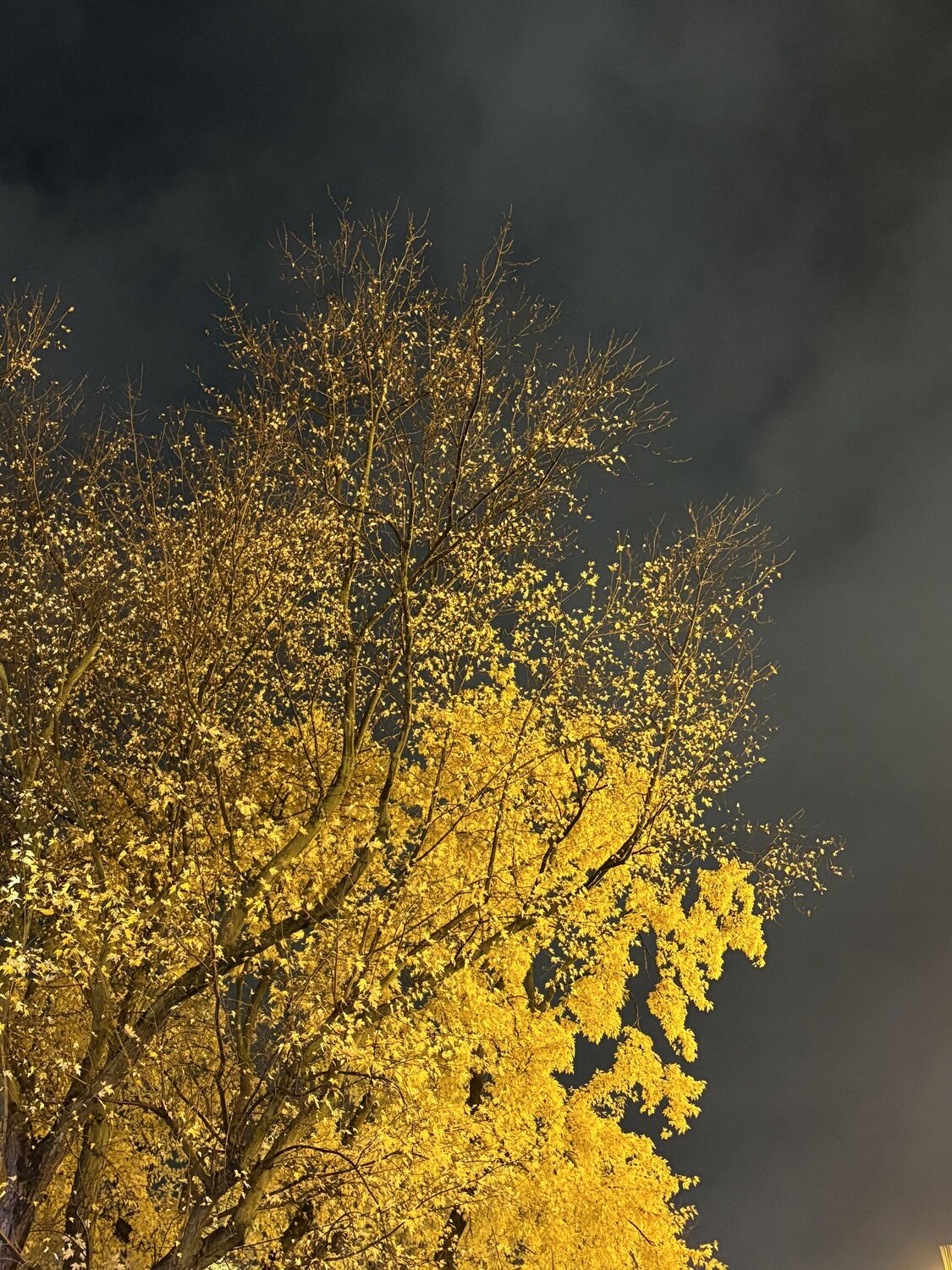 Photo #13816564