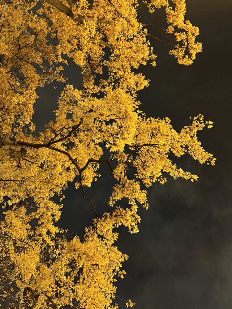 Photo #13816567