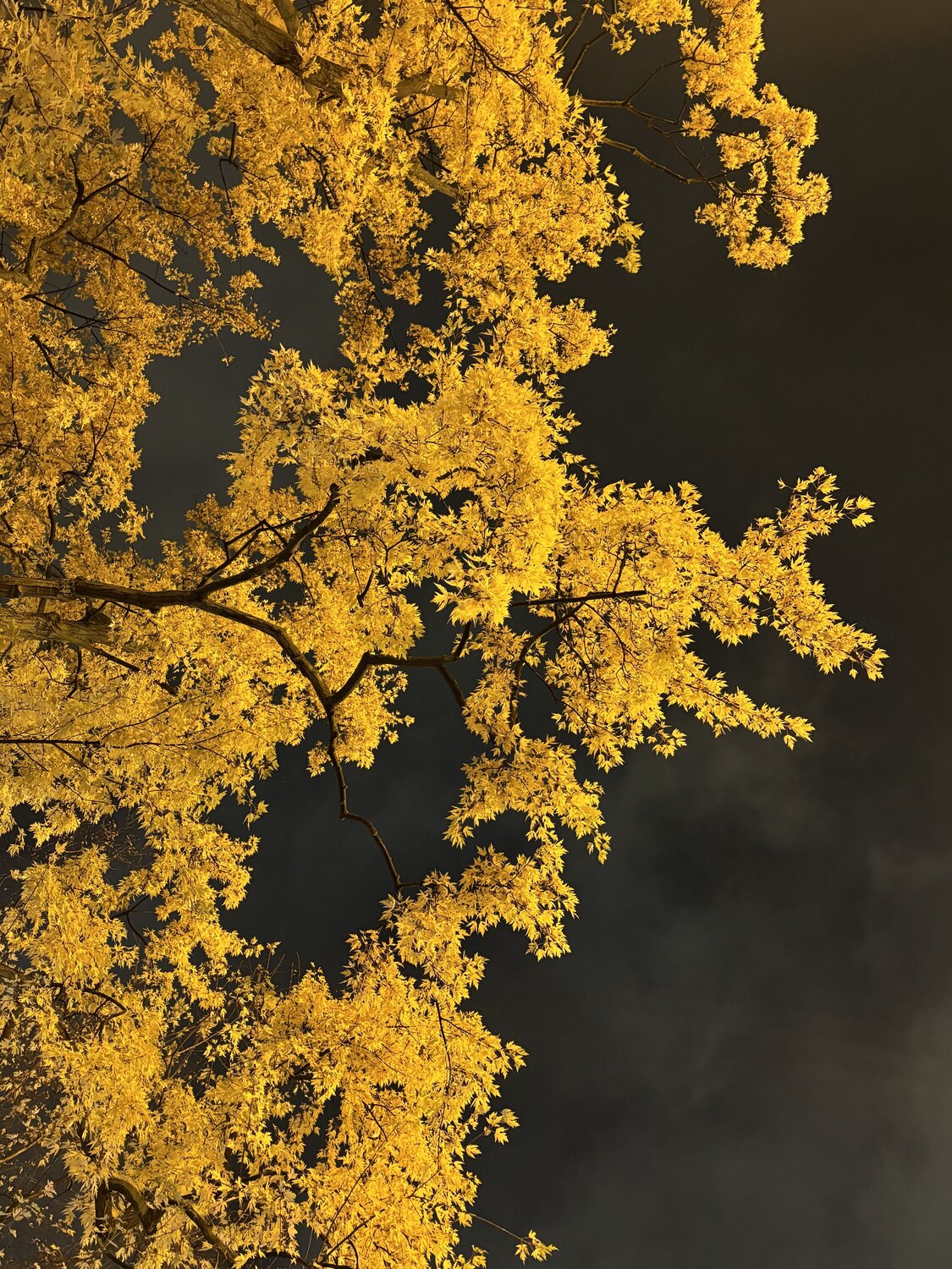 Photo #13816567