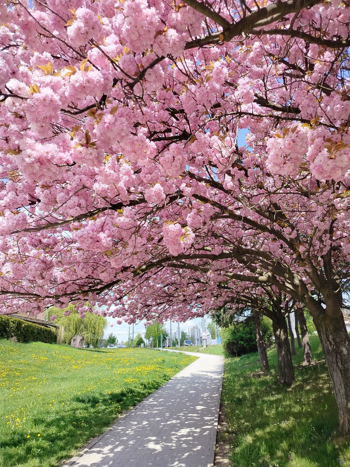 Cherry Blossom Road in the Village Cherry Blossom Road in the Village