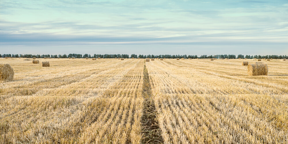 Photograph by Bogdan Tarasov