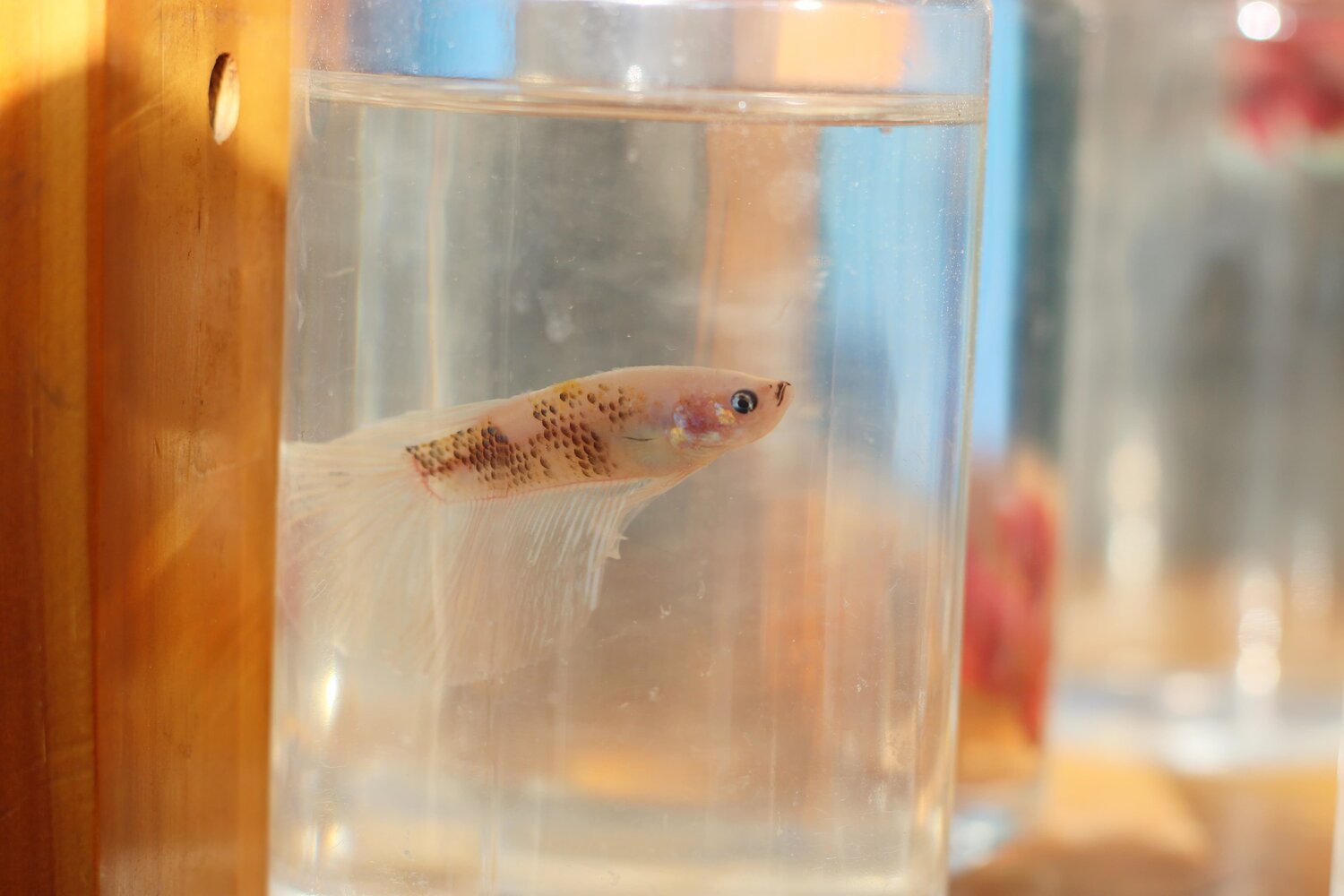 Photo #13816676