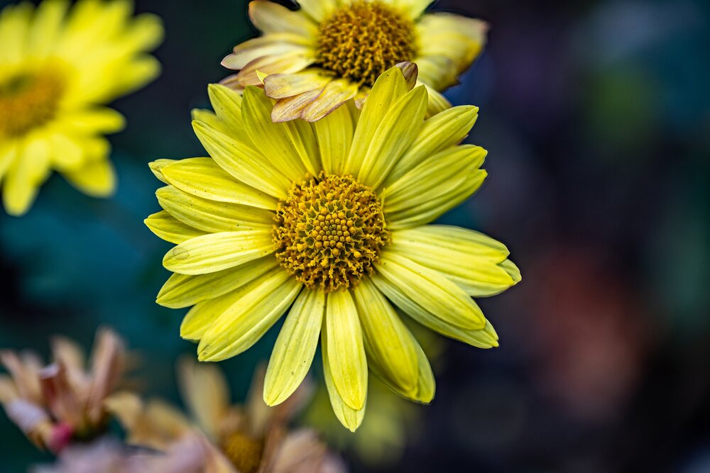 Photograph by sushovan sar