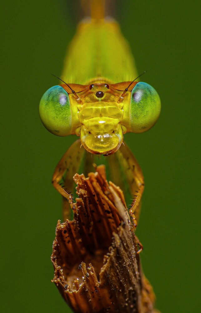 Photograph by Tirthankar Dey