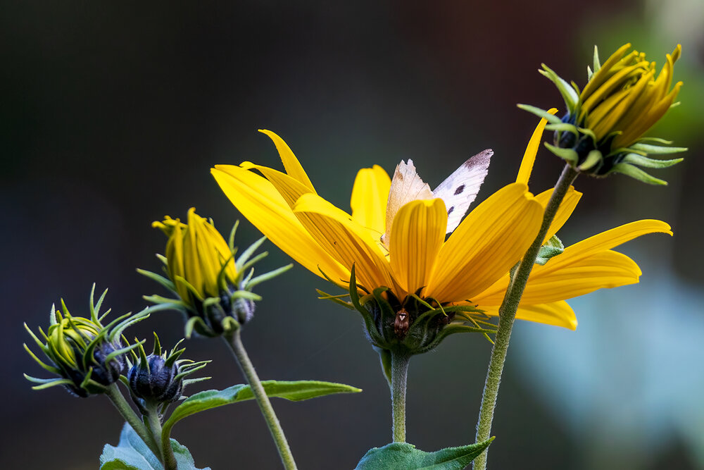 Photograph by Михаил Мак