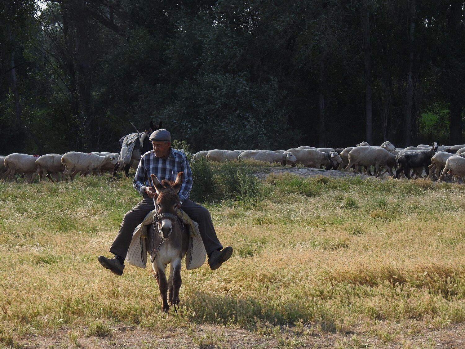 Photo #13816962
