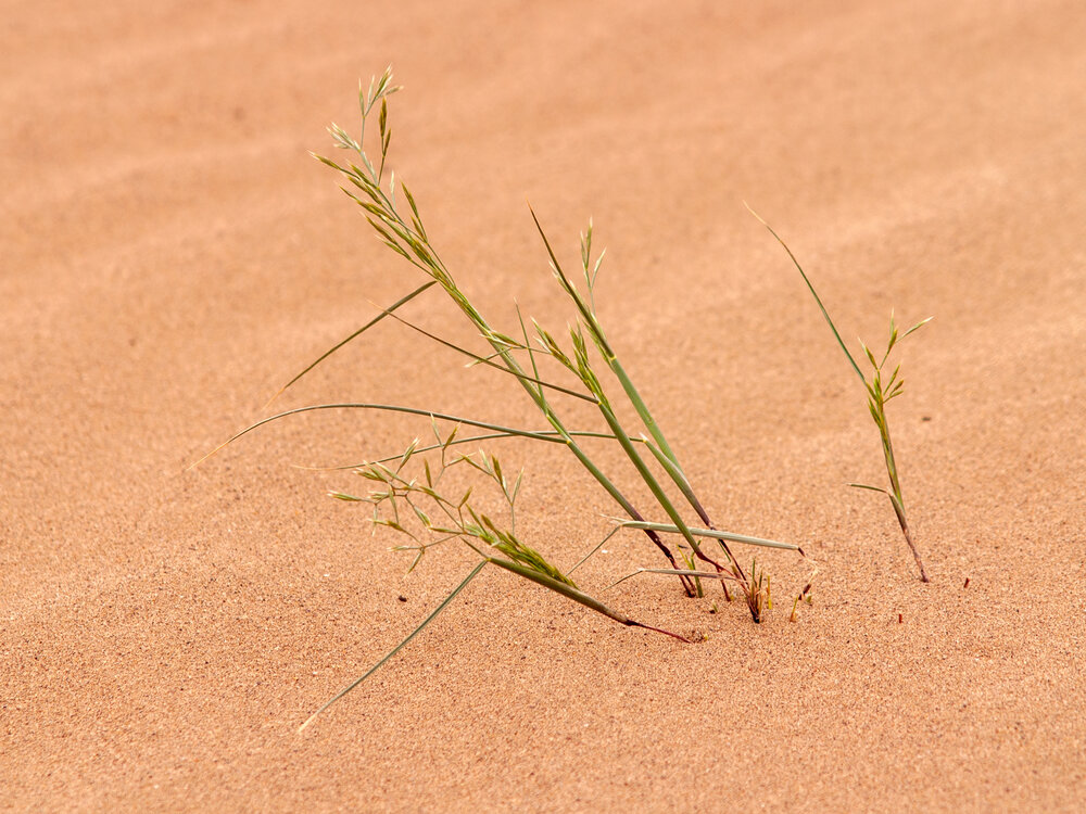Photograph by Abdolreza Aleagha