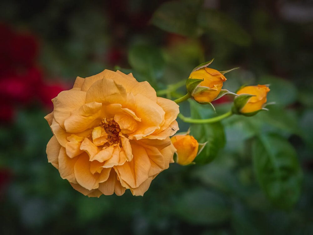 Photograph by Лилия Фролова