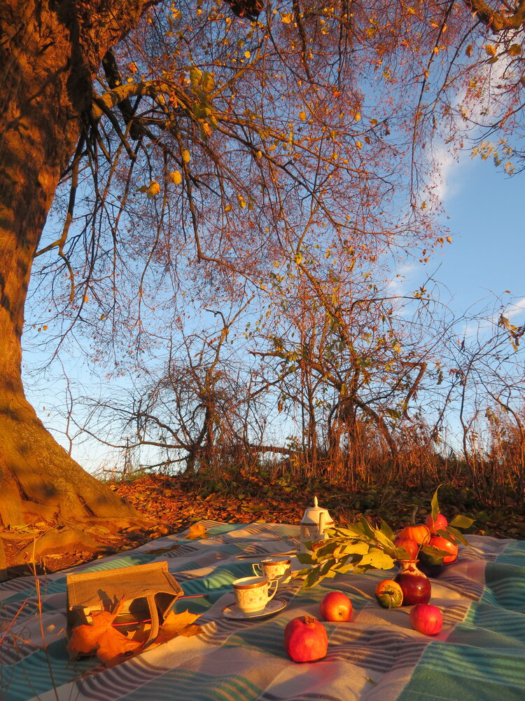 Autumn picnic with apples and tea under tree