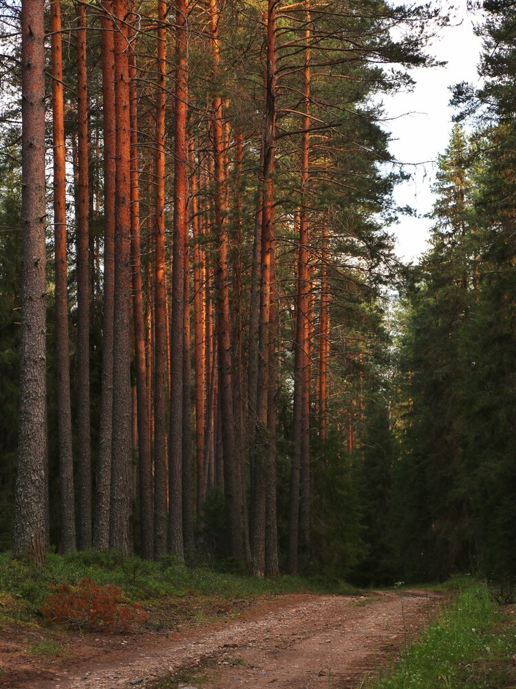 Photograph by Андрей Шестаков