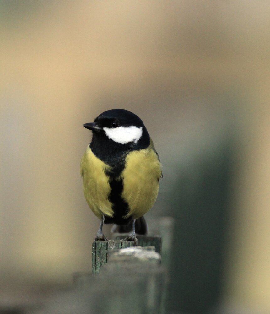 Photograph by Леунина Людмила