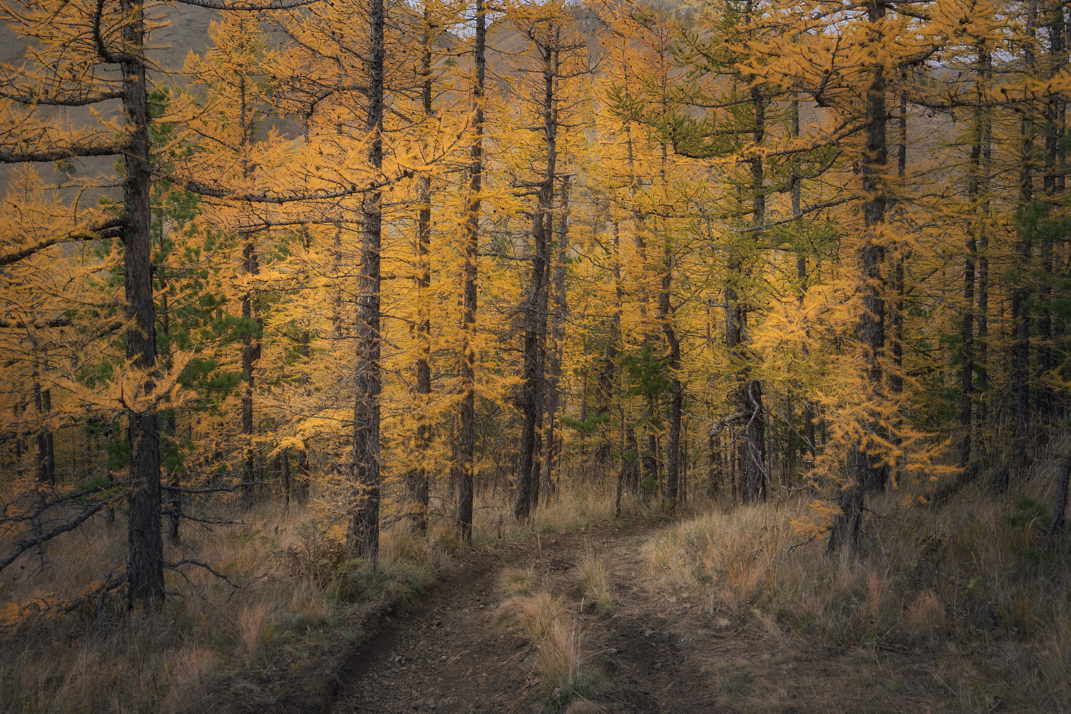 Photo #13817536