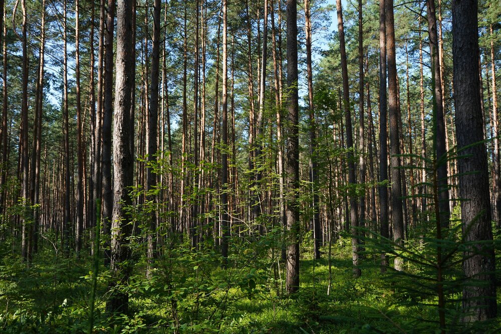 Photograph by jelena konickaja